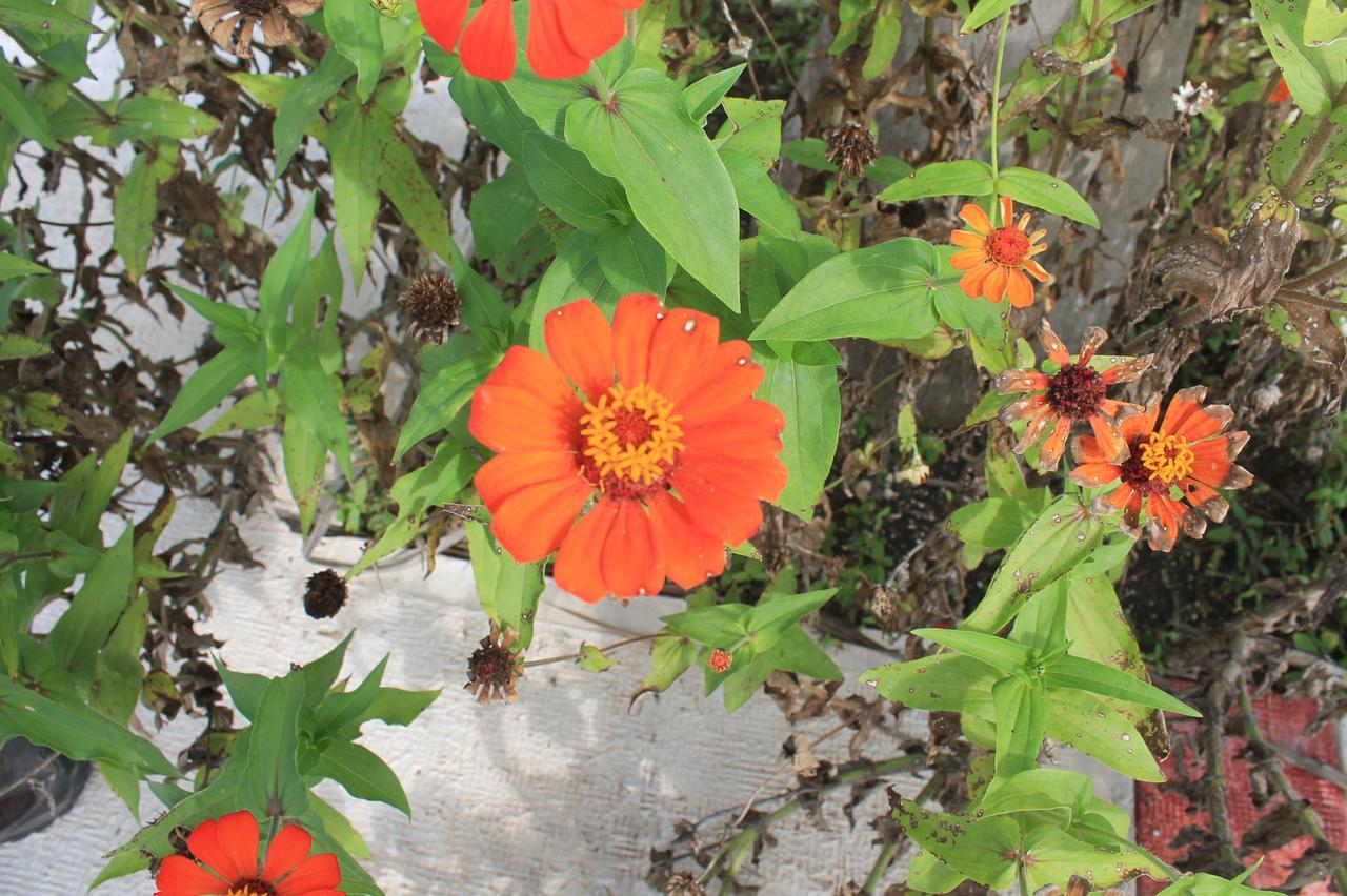 Real Primaveras Campestre Escárcega 外观 照片